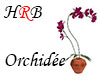 HRB Orchidee