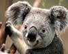 I Love koala