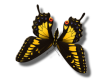 YellowBlack Butterfly