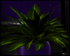 [ purple pool ] plant 1