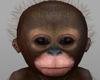 ! Baby Monkey (Mitil) M