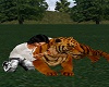 Tiger Cuddle 2