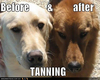 Tanned Dog