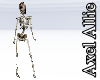 AA  Skeleton