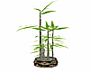 AH! Bamboo in pot