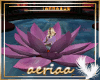 aki  zen  lotus