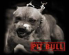 Pit_Bull