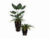 Artistic Plants