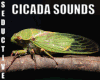 SUMMER CICADA SOUNDS