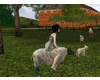 Sheep Ride