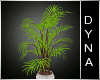 -DA- Honeymoon Plant