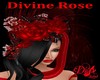 |DRB| Divine Rose