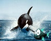 pic orca