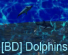 [BD] Dolphins