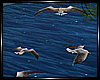 T. Sea Gulls