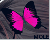 *M* Atalanta Butterfly