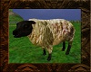 [Styll] Farm Sheep