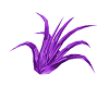 purpleicetufts(F)