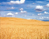 [ML]Wheat field bg
