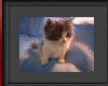 Cute Kittie Framed