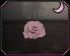 [🌙]Pink Rose