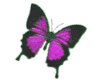 ChangingColor Butterfly