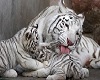 Baby tiger room