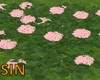 SIN Pink Azalee Plant