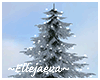 Christmas Snowy Pine