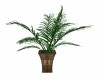 TROPICAL  POTTED  FERN