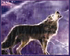 LL- Purple Rain Wolf