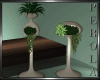 SC: Duo Modern Plants