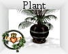 ~QI~ Lumo Plant