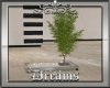 Mane Tree