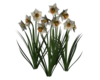 @ White Daffodils