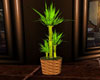 Bamboo Plant in pottery
