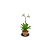 Summer Flowers1