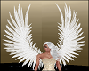 White Wings 4 Angels