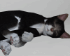 Sleeping Cat