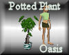 [my]Oasis Plant in Pot