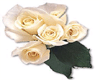 21b-white rose