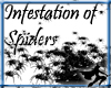 Infestation of Spiders