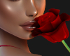 [A]Red Valentine Rose