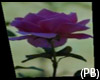 (PB)A Purple Rose Rug