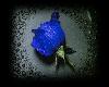 *DM* Blue Rose