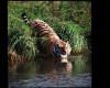 Tiger near water pic