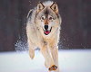 Wolf #4