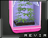 R║ Pink Grow Box