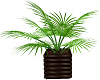 Office Palm Tree Plant