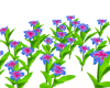 Plumeria Flower Field